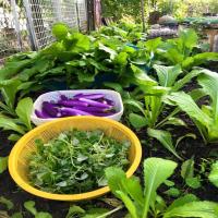 Ghen tỵ với vườn rau của mẹ Việt ở Malaysia